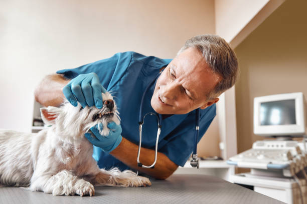 Best Emergency Dental Services for Seniors in Flat Rock, NC